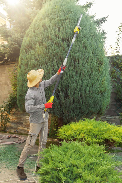 Best Commercial Tree Services  in Assumption, IL